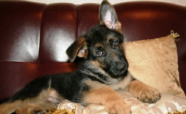 cute puppy gsd rest couch