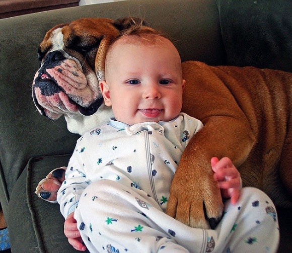 english bulldog and baby