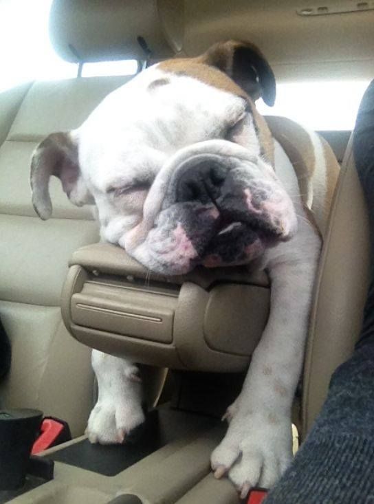 english bulldog in car