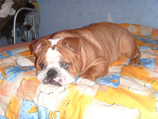 english bulldog on bed