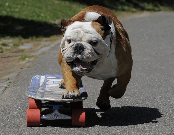 english bulldog on street