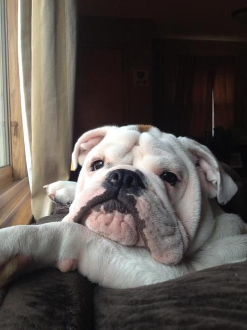 english bulldog waiting