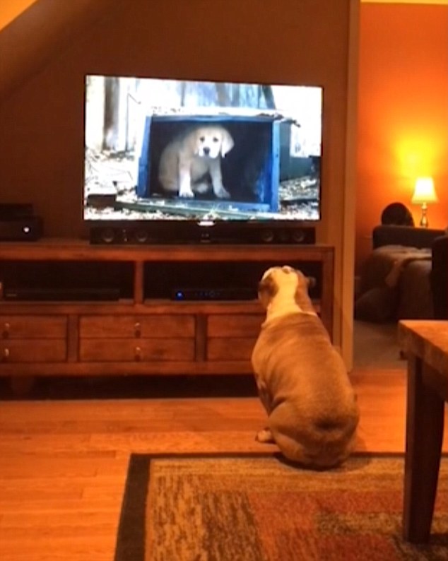 english bulldog watch tv
