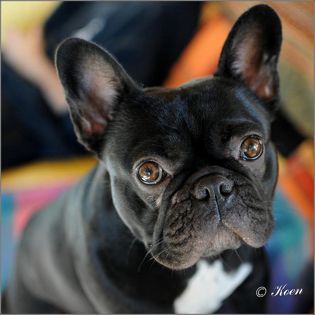 french bulldog