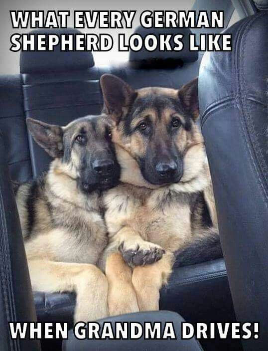 funny german shepherds drive car