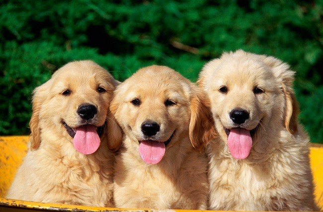 golden retriever puppies pics