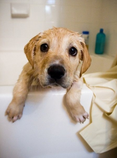 golden retriever puppy bath