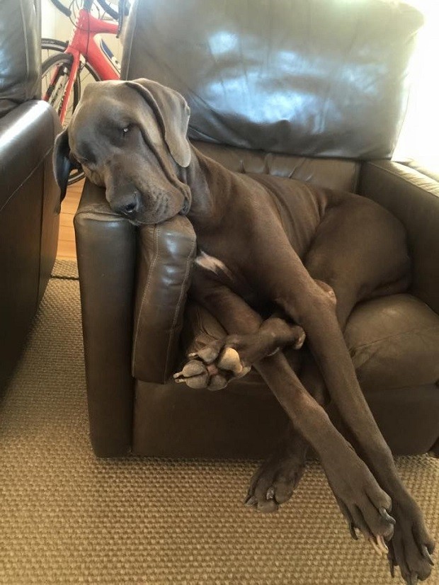great dane blue dog couch