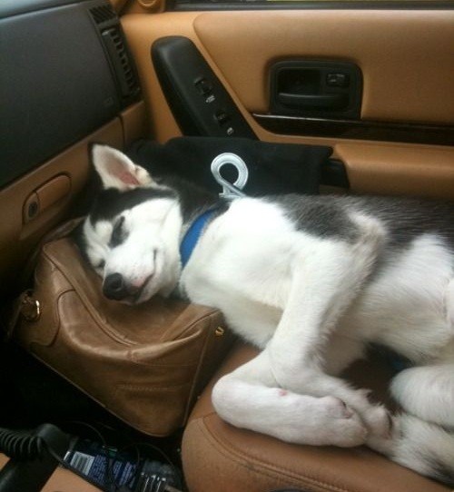 husky in car