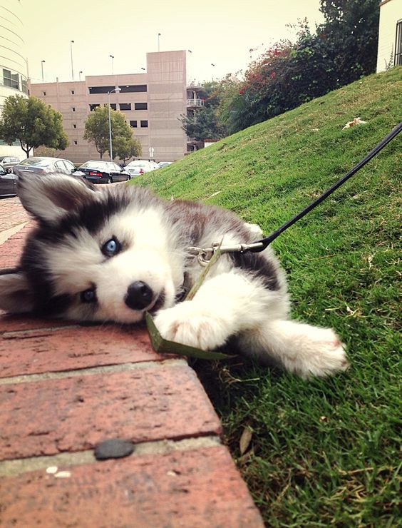 husky puppy