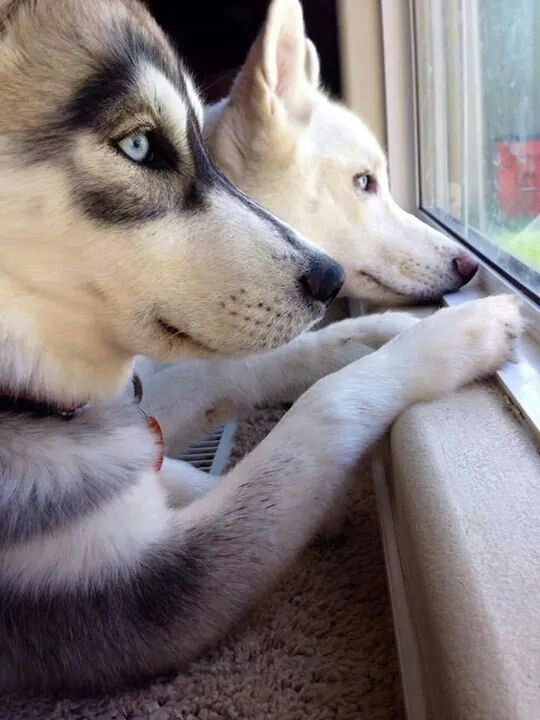 huskys-waiting