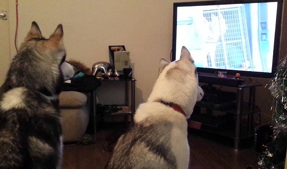 huskys-watching-tv