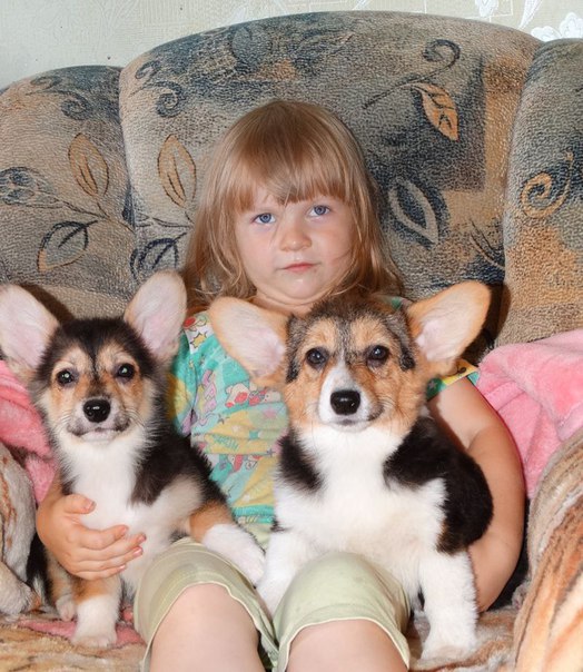 kid girl corgis sitting