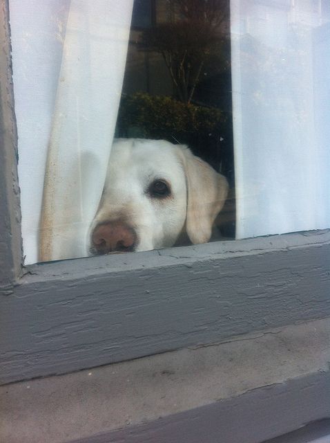 lab window waiting