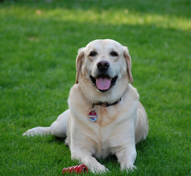 labrador retriever