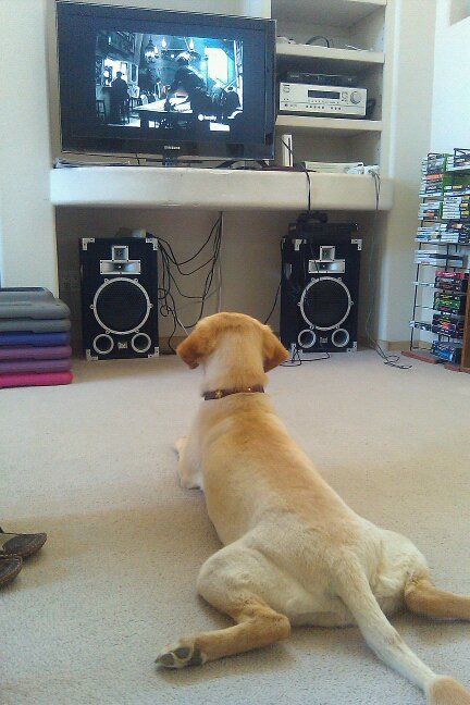 labrador watching TV