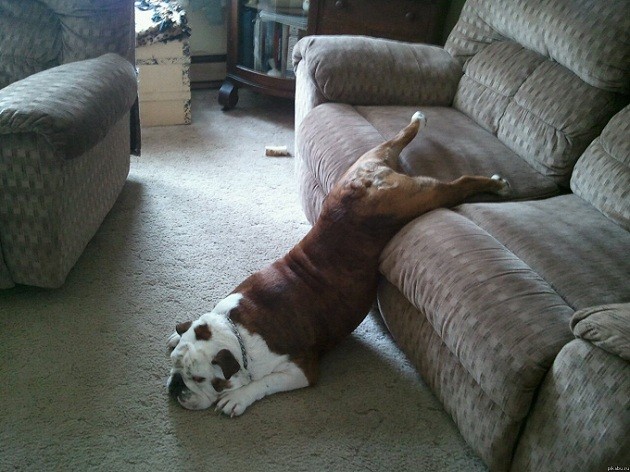 lazy english bulldog