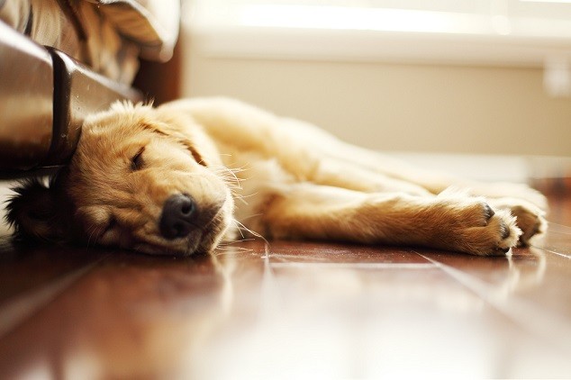 lazy golden retriever pics