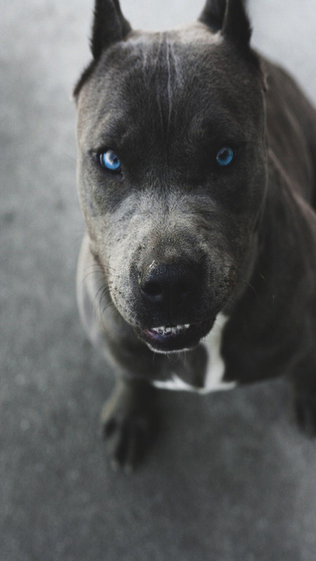 pit bull blue eyes