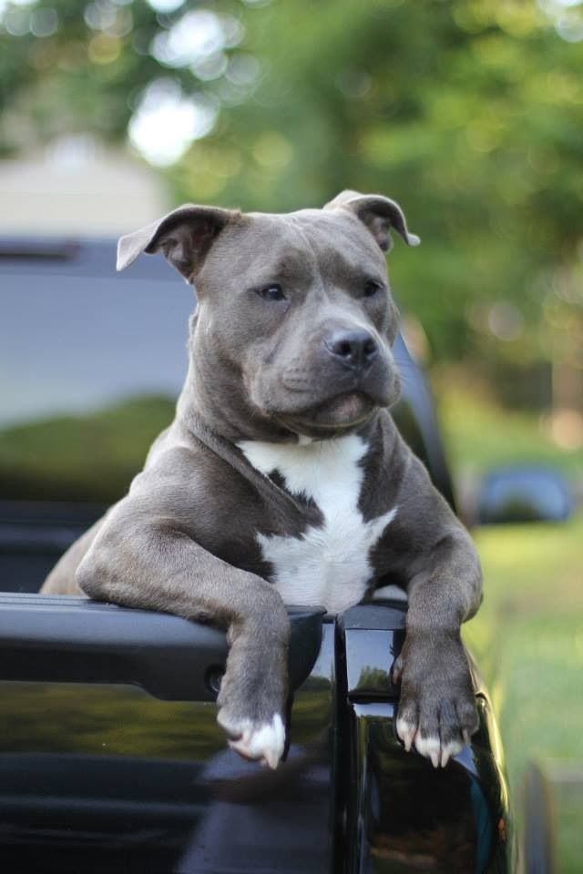 pit bull car pickup