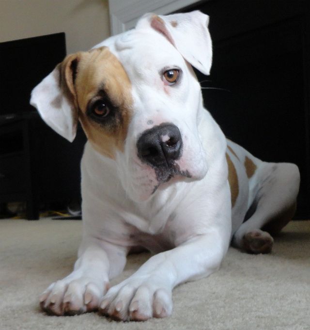 pit bull eyes dog photography