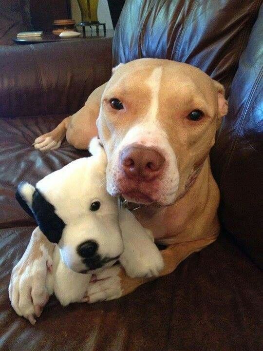 pit bull toy couch