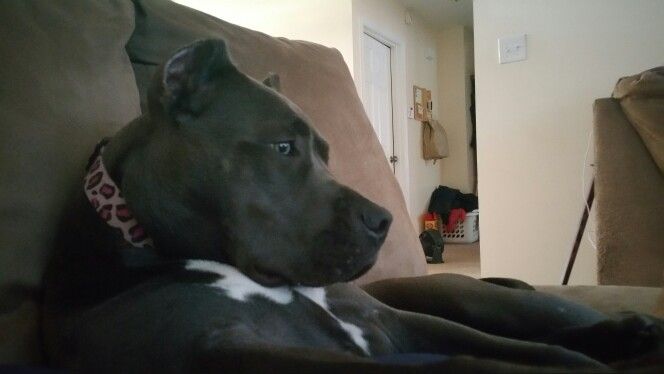 pit bull watching TV