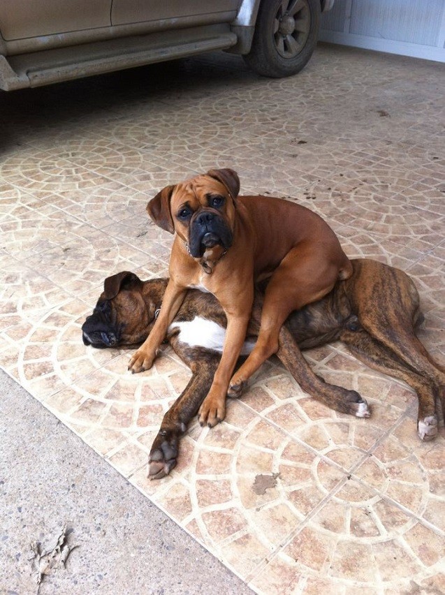 playful boxer dogs funny