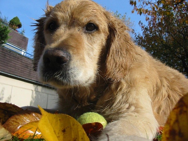 playful golden retriever pics