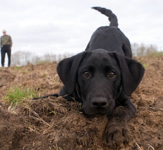 playing black puppy labrador