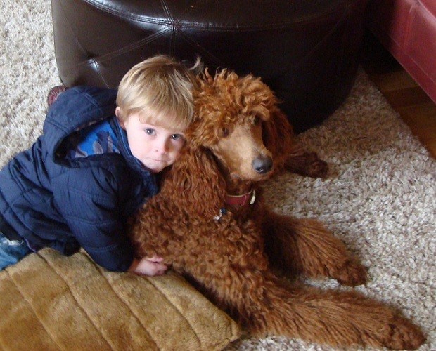 poodle and child