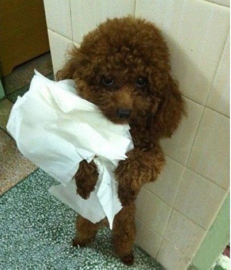 poodle funny