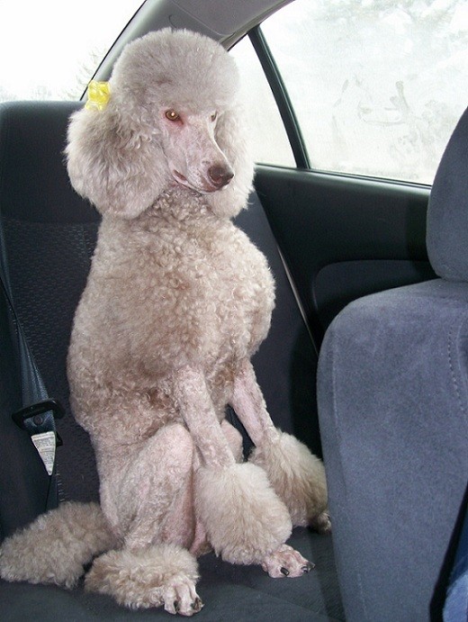 poodle in car