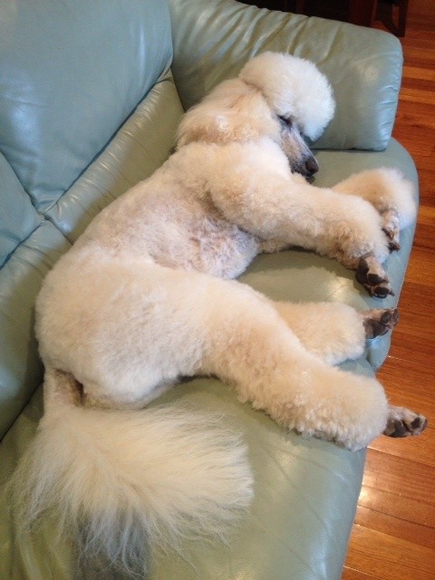 poodle on couch