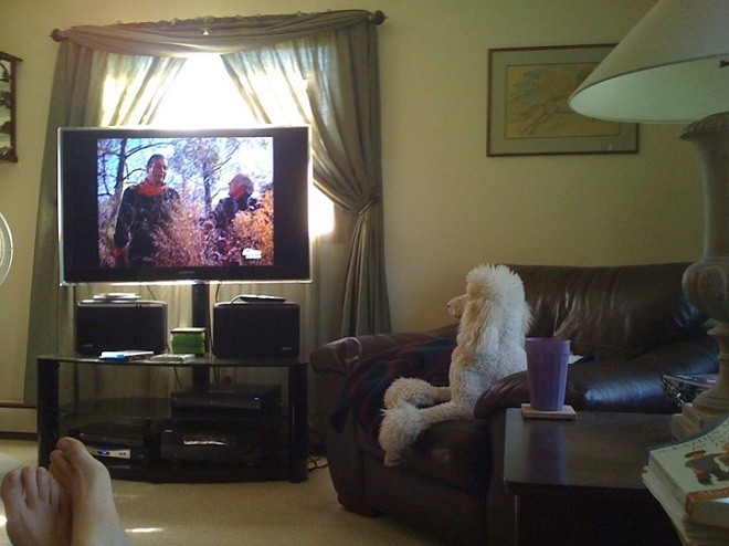 poodle watching tv