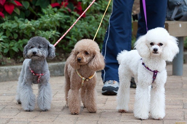 poodles walking