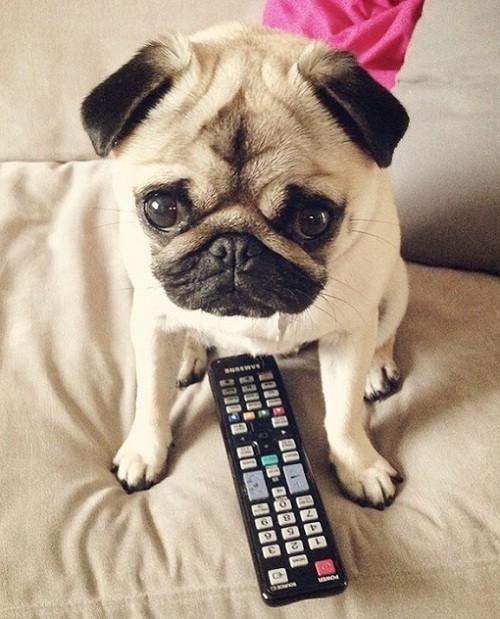 pug dog tv