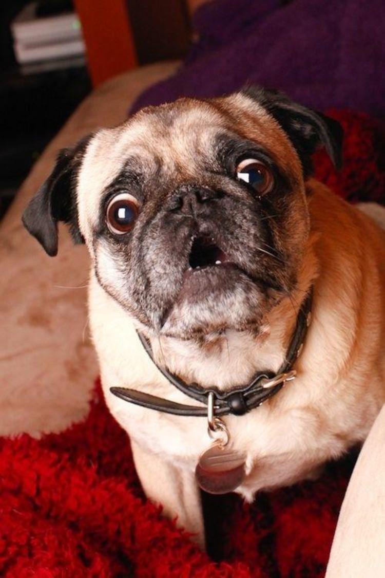 pug face funny