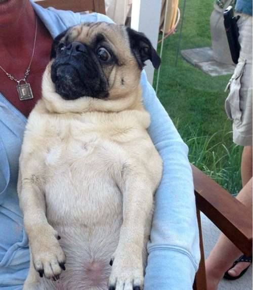 pug funny dog