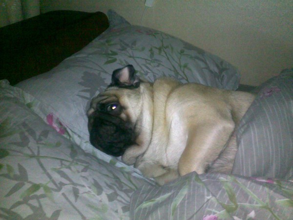 pug in bed