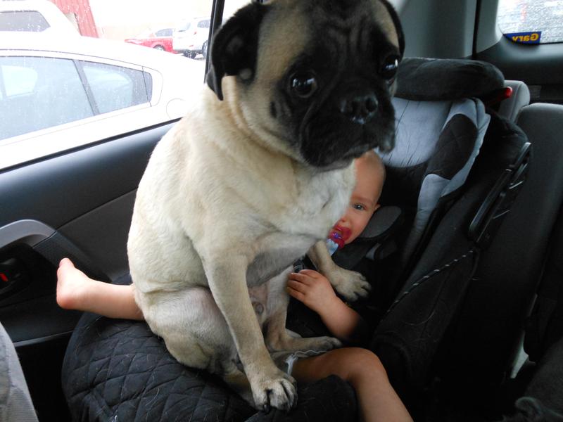 pug in car