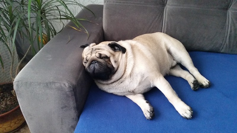 pug on couch