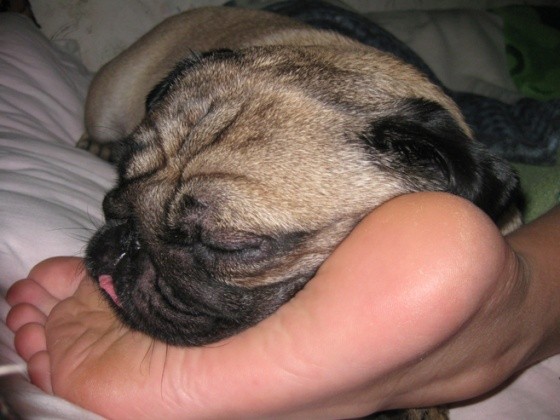 pug sleep