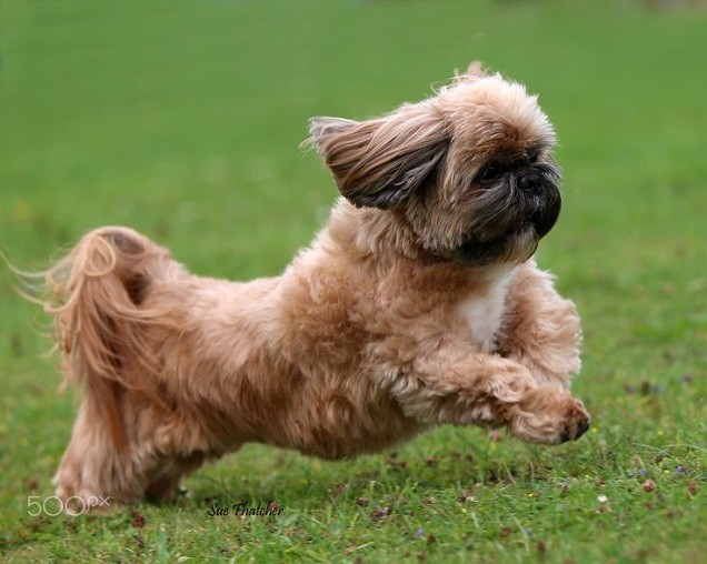 running dog shih tzu pics