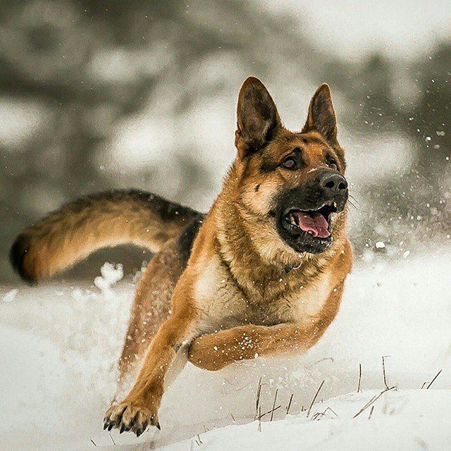 running german shepherd pics