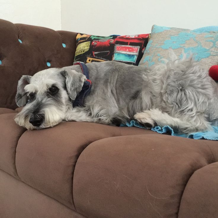 schnauzer-on-the-couch