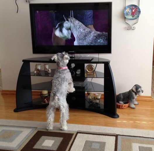 schnauzer-watching tv