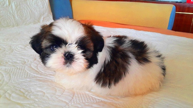 shih tzu pup dog pics cute