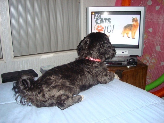 shih tzu watching tv pics