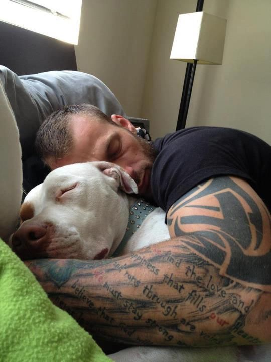 sleep dog pit bull man tattooed